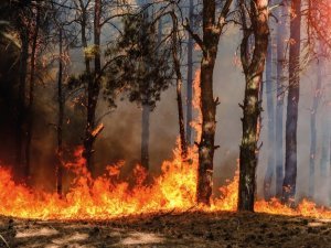 wildfire